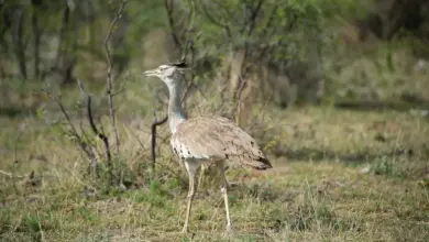 The Kori Bustards Looking For A Prey