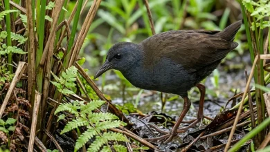 Kosrae Island Crake