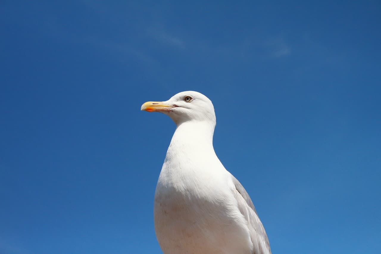 A Kumlien's Gull Close Up