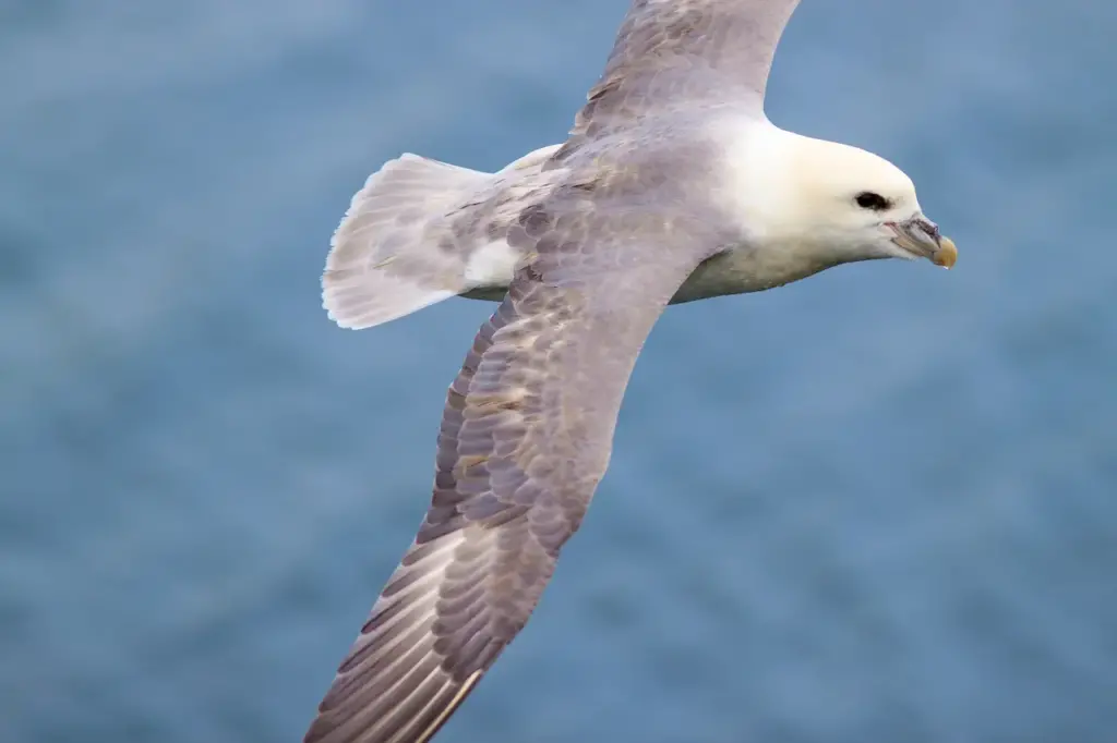 A Kumlien's Gulls Flying