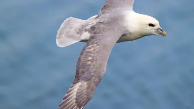 A Kumlien's Gulls Flying
