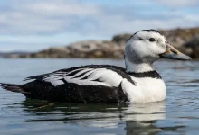 Labrador Duck (Camptorhynchus labradorius)