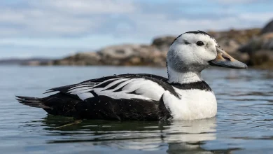 Labrador Duck (Camptorhynchus labradorius)