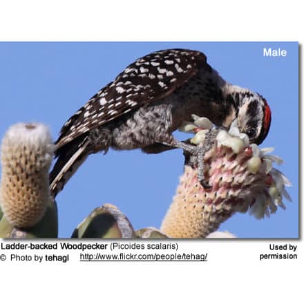 Ladder-backed Woodpecker (Picoides scalaris) 