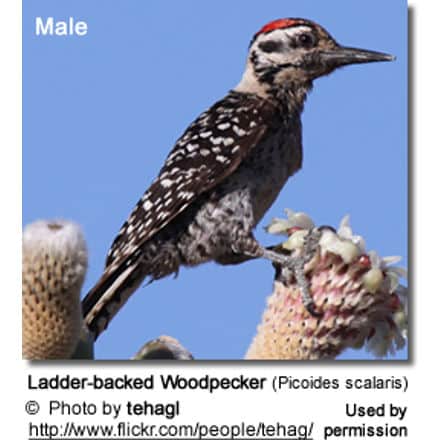 Ladder-backed Woodpecker (Picoides scalaris)