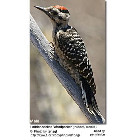 Ladder-backed Woodpecker (Picoides scalaris)