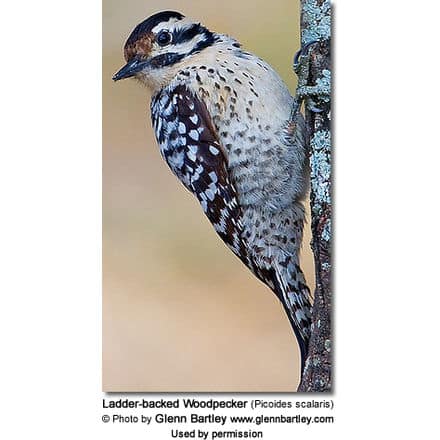 Cactus Woodpecker Female