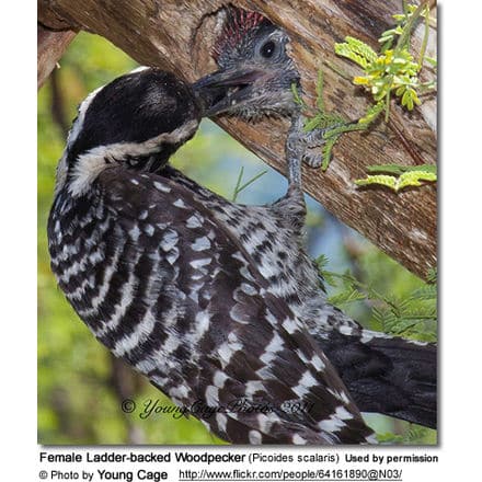 Female Ladder-backed Woodpecker (Picoides scalaris)