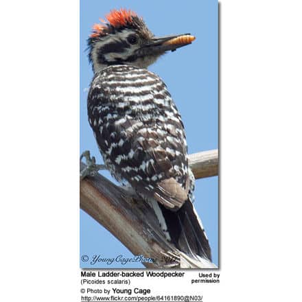 Male Ladder-backed Woodpecker (Picoides scalaris)