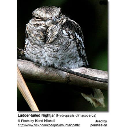 Ladder-tailed Nightjar (Hydropsalis climacocerca)