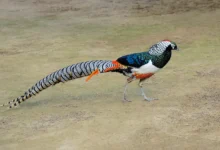Lady Amherst's Pheasant