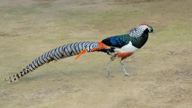 Lady Amherst's Pheasant