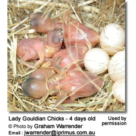 4-day old goulds chicks