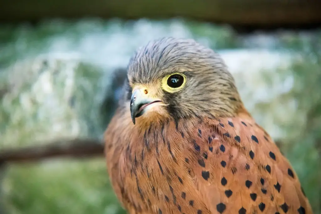 A Close Up Of Laggar Falcon
