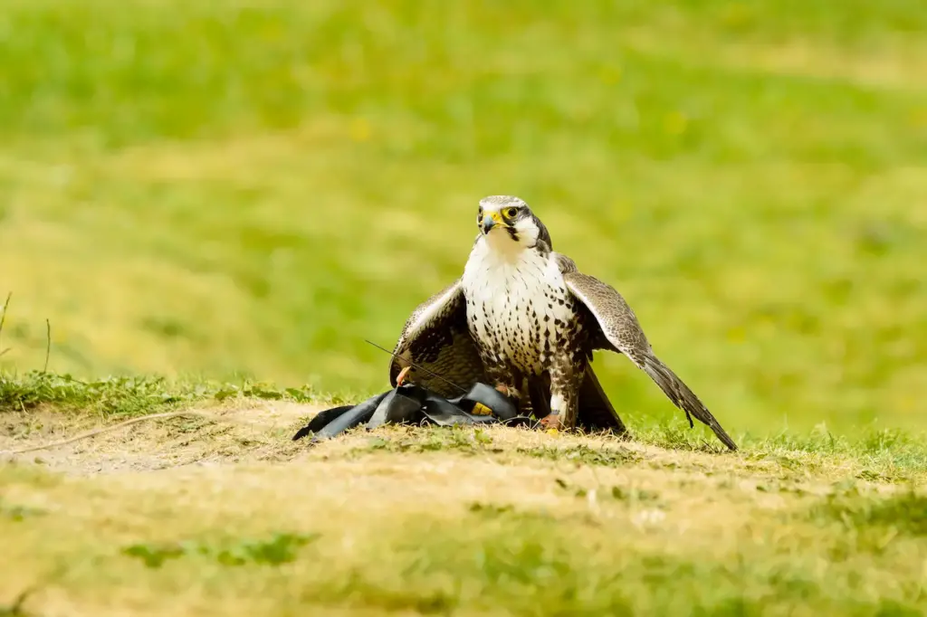 Laggar Falcons on the Ground 
