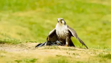 Laggar Falcons on the Ground