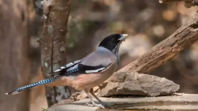 A Lanceolated Jays Perched in Twig