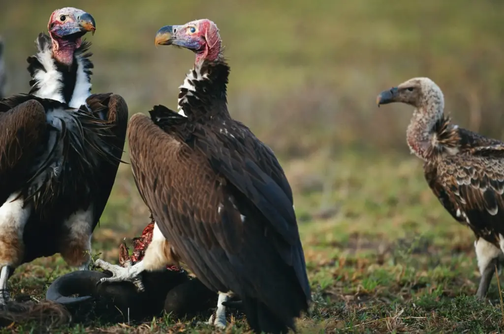 The Lappet-faced Vultures Eating Dead Animal