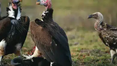 The Lappet-faced Vultures Eating Dead Animal