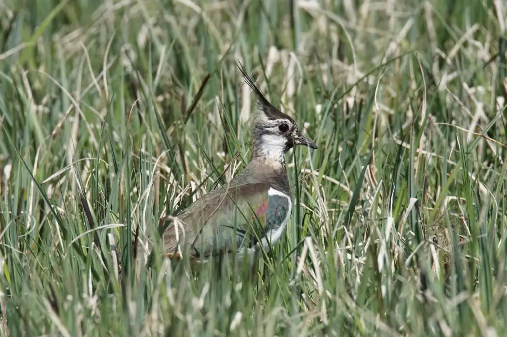 A Lapwing In Green Grass