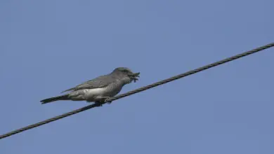 Large Cuckooshrikes Perched on a Wire Steel
