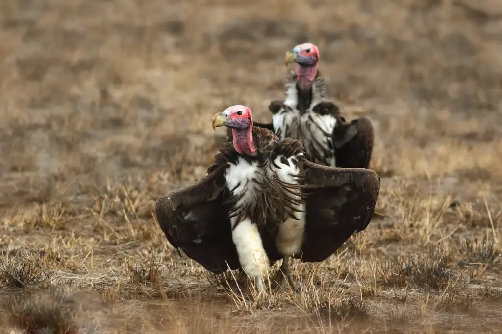 Large Red-headed African Vultures in the Ground