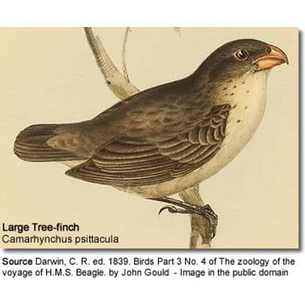 Large Tree-finch (Camarhynchus psittacula)