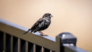 The Lark Buntings Perched In A Steel