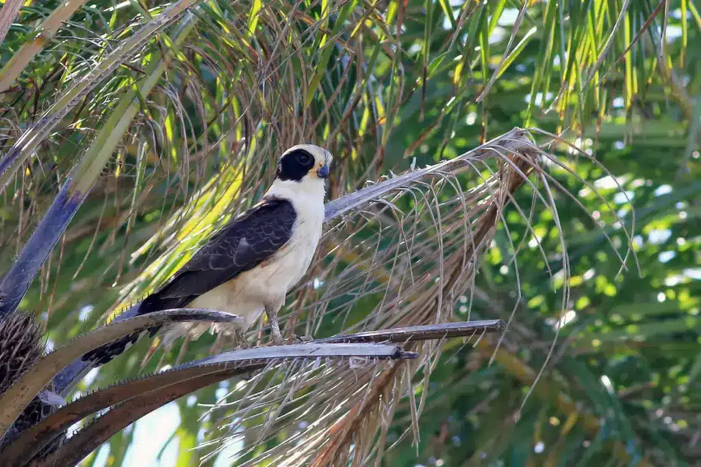 Laughing Falcon Perched on a Coconut Tree 