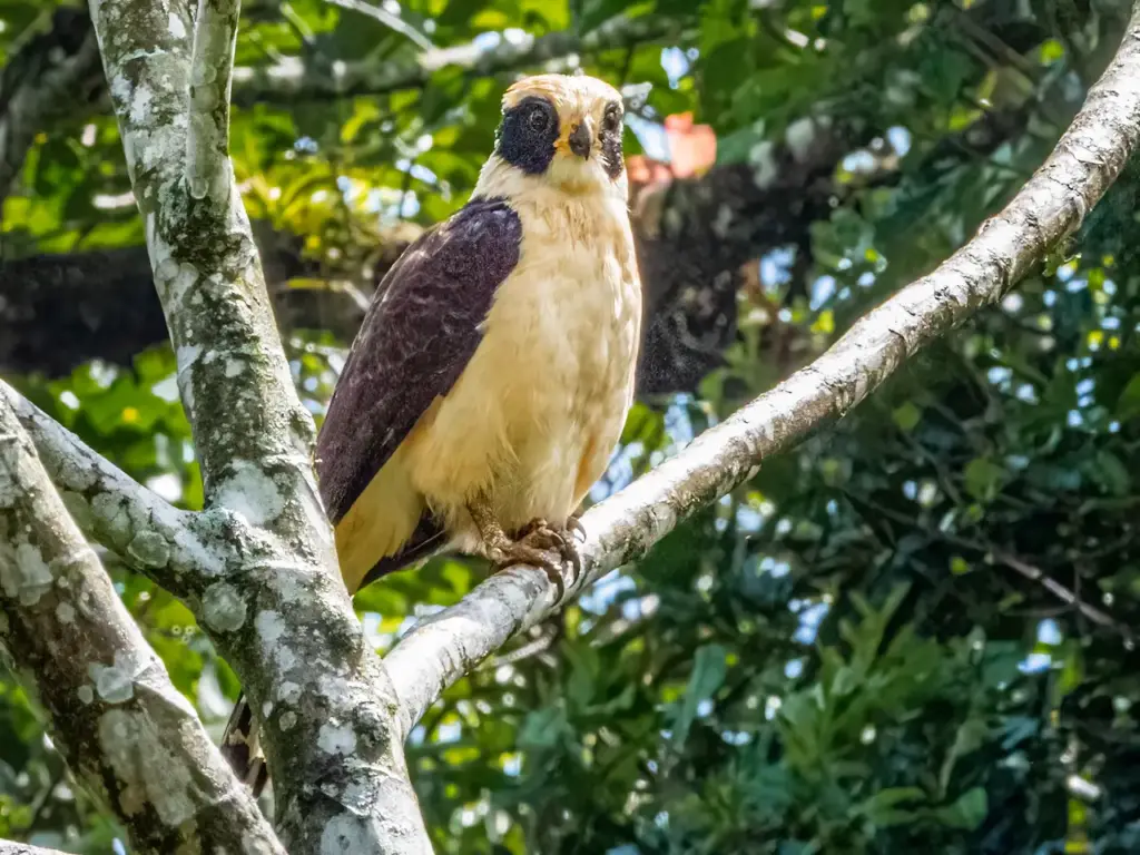 A Laughing Falcons Perched on Tree