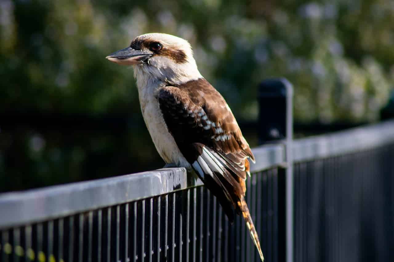 A Laughing Kookaburras sitting on a black metal fence in the park.