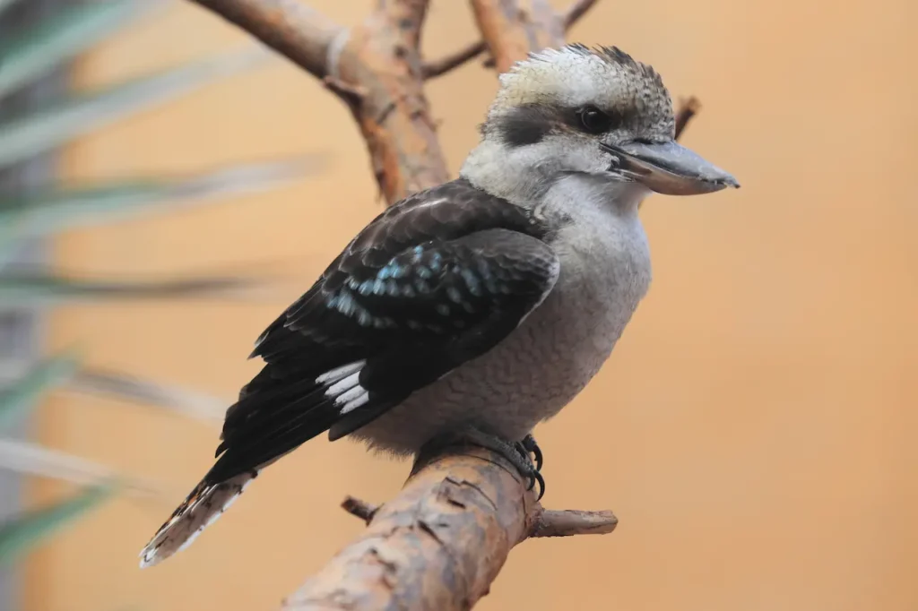 Laughing Kookaburras Image