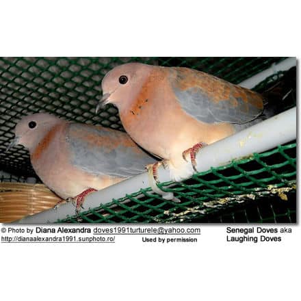 African Laughing Doves