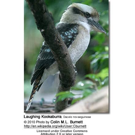 Laughing Kookaburra, Dacelo novaeguineae