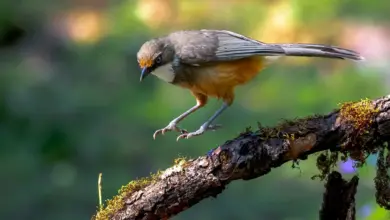 The Laughingthrush Flying To Get Food