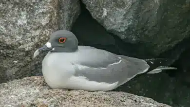 Lava Gull Resting on the Rocks