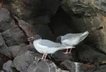Two Lava Gulls