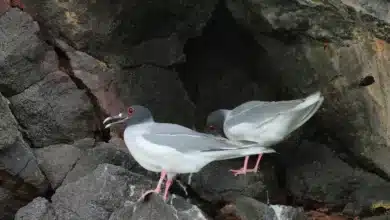 Two Lava Gulls