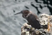 Lava Herons Resting in the Rocks