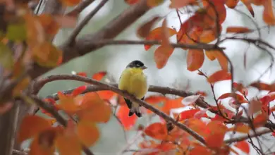 The Lawrence's Goldfinch Perched On A Branch Into The Woods