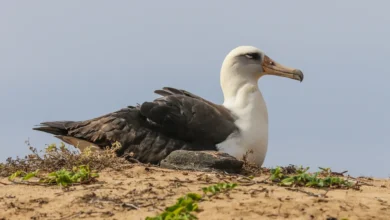 Laysan Albatrosses Restin in the Soil
