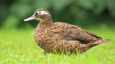 A Laysan Ducks On Green Grass