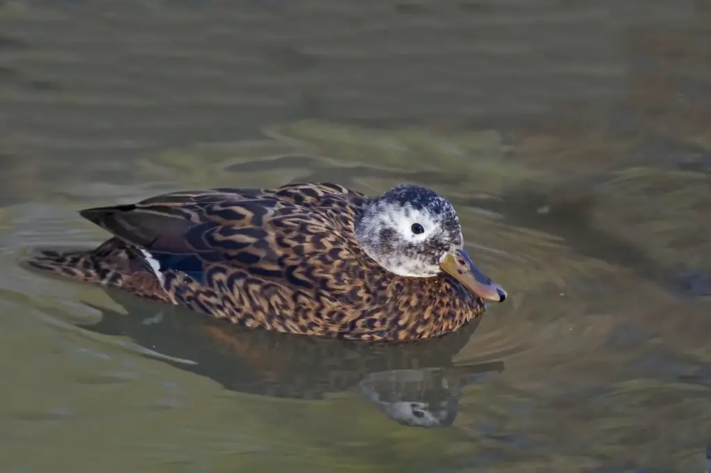Laysan Ducks In The Water