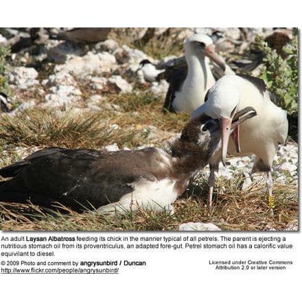 Laysan Albatross feeding its chick