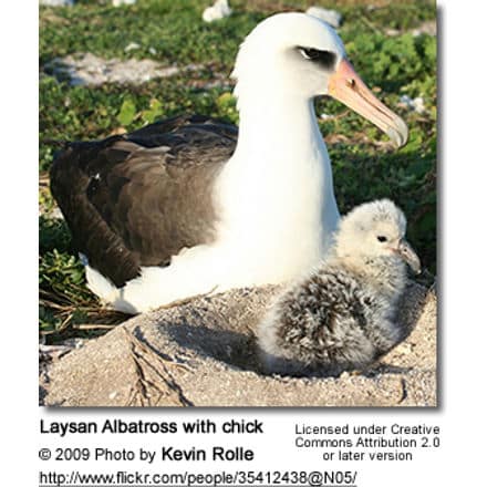 Laysan Albatross with chick