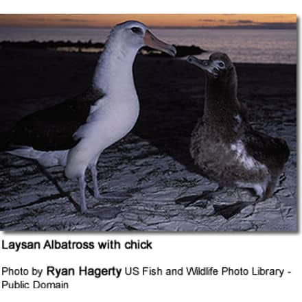 Laysan Albatross with chick