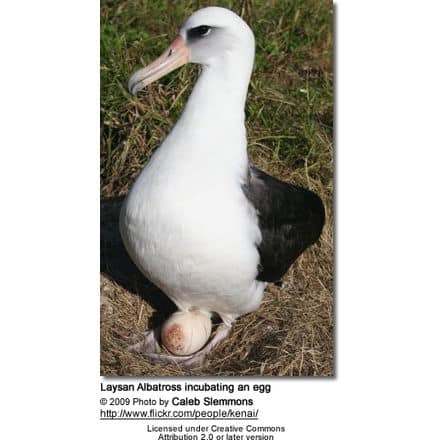 Laysan Albatross, Phoebastria immutabilis - incubating an egg