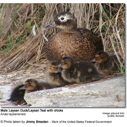 Laysan Duck with chicks
