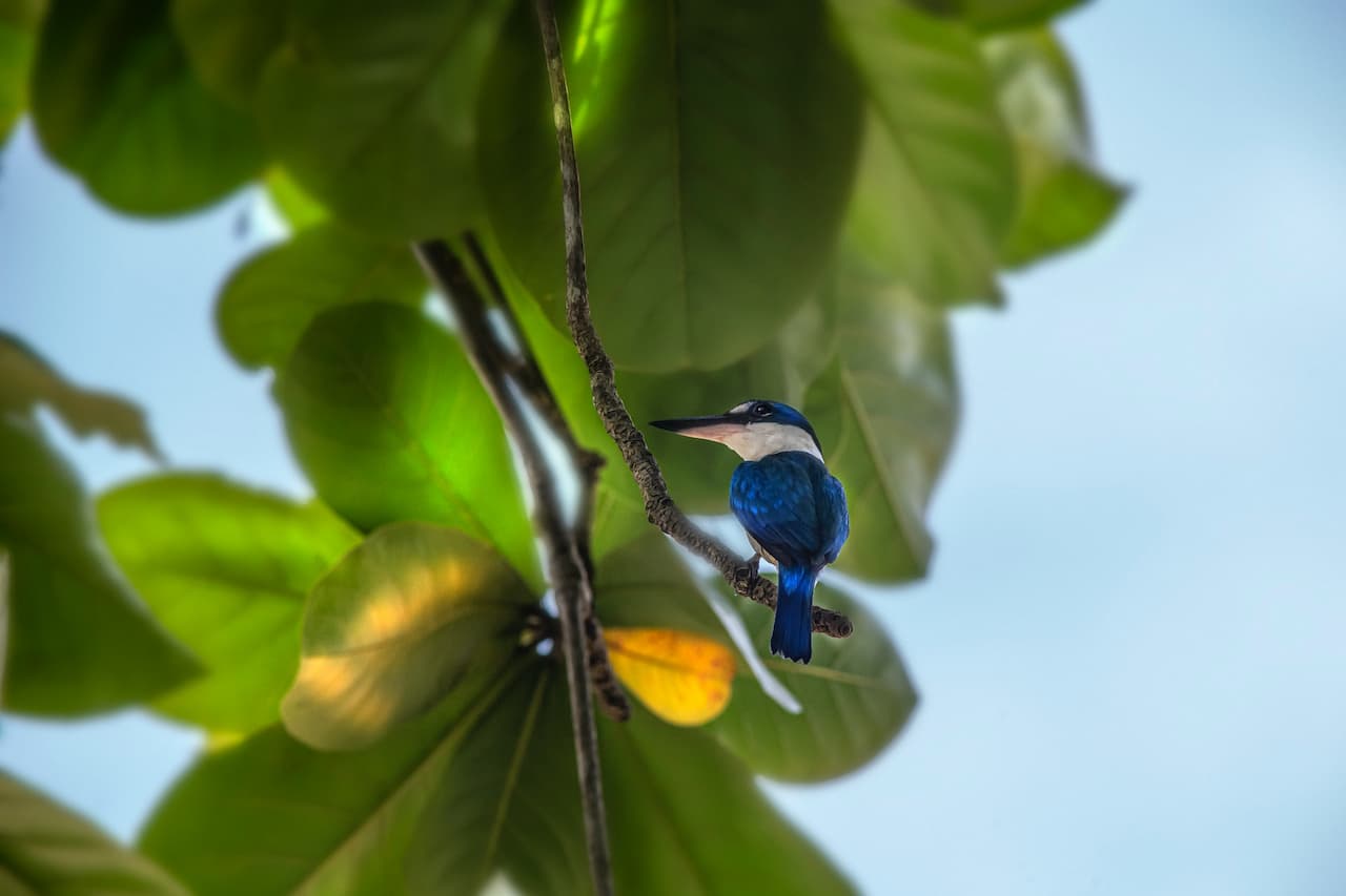 The Lazuli Kingfishers Is Perched On A Tree Branch