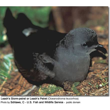 Leach’s Storm-petrel or Leach’s Petrel (Oceanodroma leucorhoa)